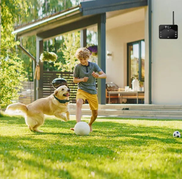 Clôture électrique sans fil : sécurité et liberté pour votre chien