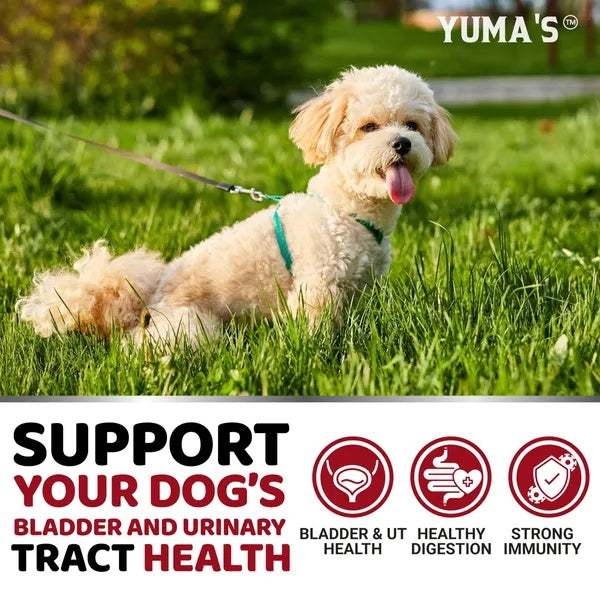 Traitement UTI pour Chien - 170 Friandises Cranberry