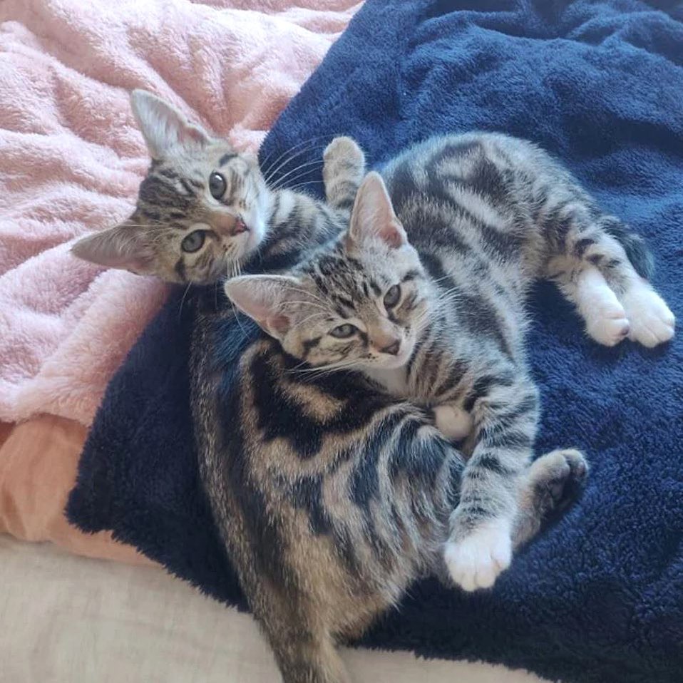Couverture en Polaire Douce pour Chiens et Chats