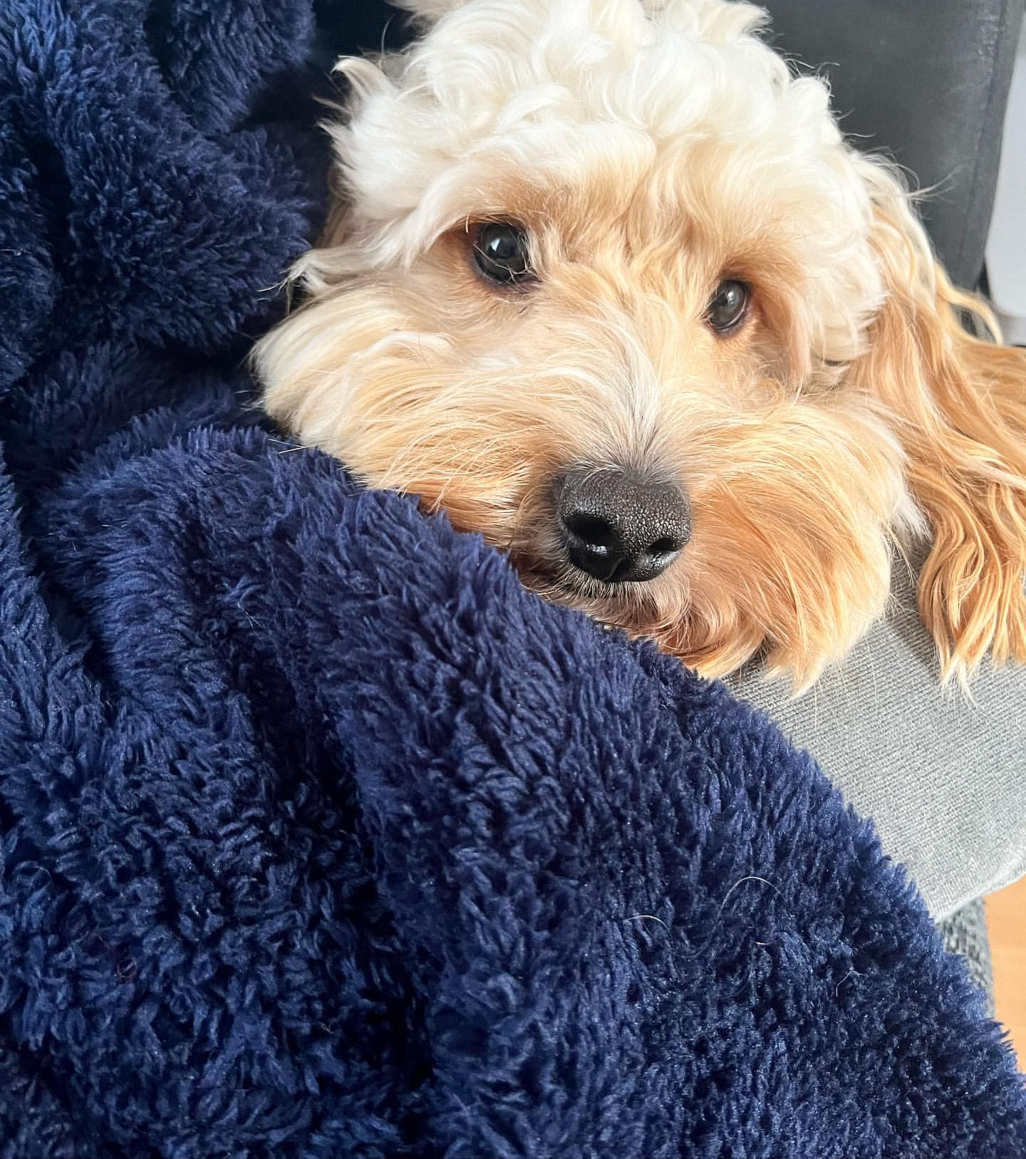 Couverture en Polaire Douce pour Chiens et Chats