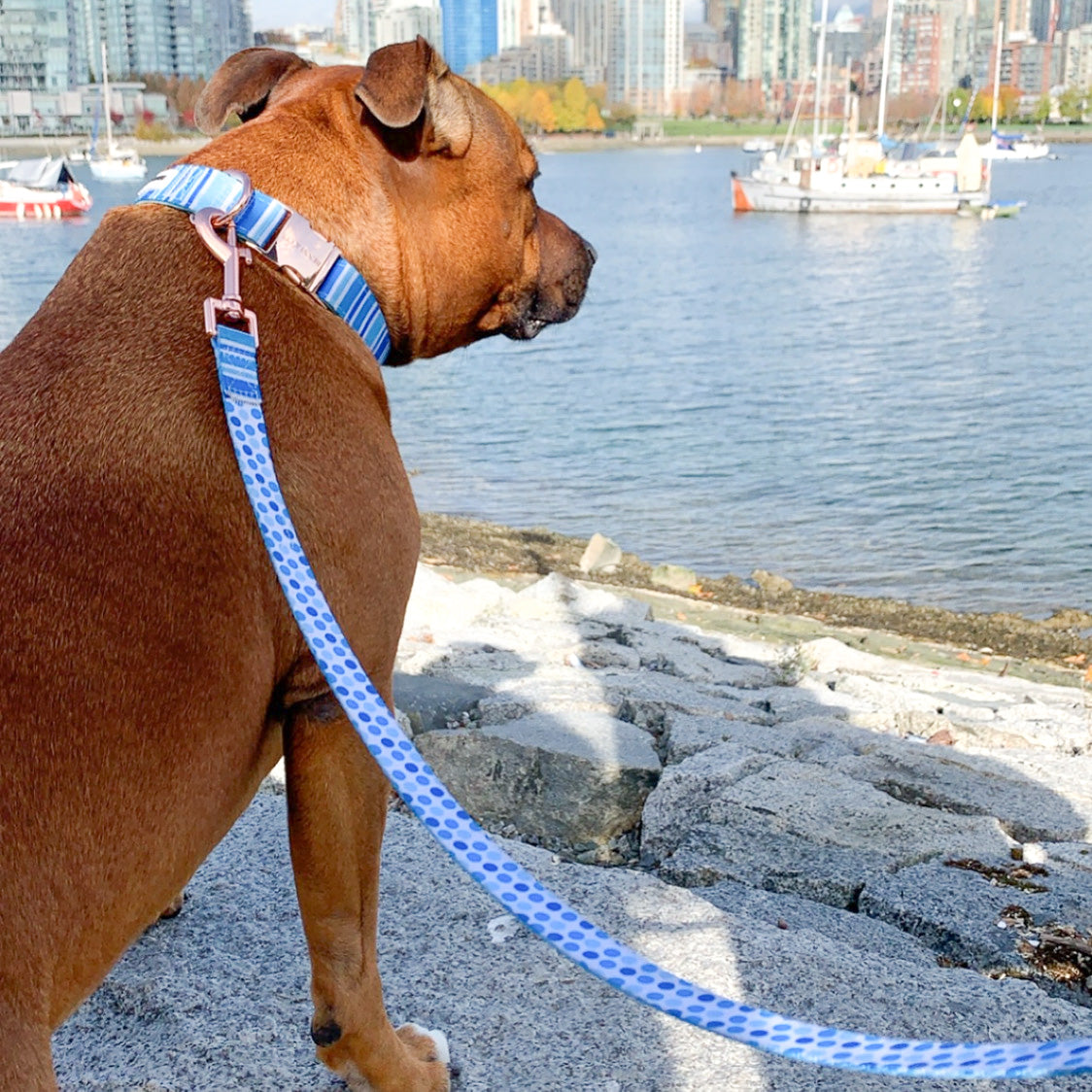 Laisse pour chien Ride the Waves