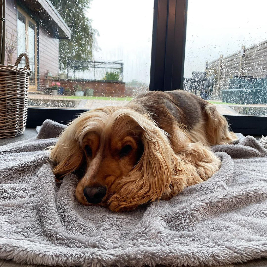 Couverture en Polaire Douce pour Chiens et Chats
