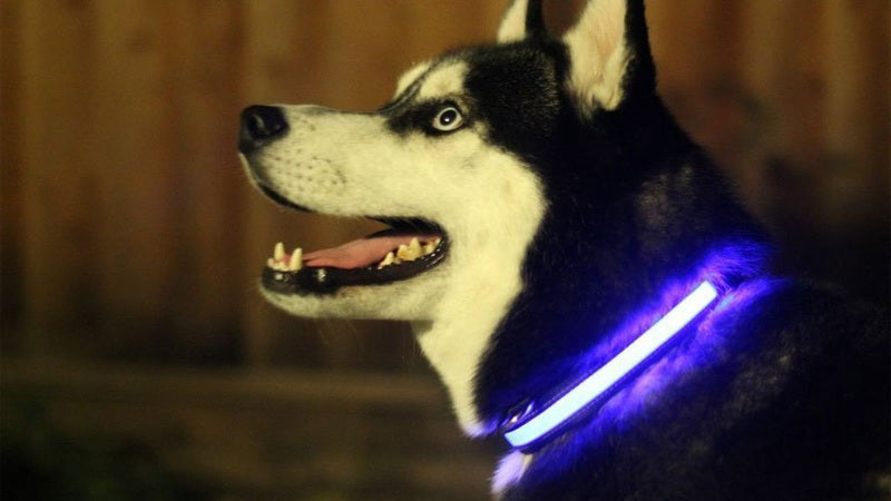 Collier Lumineux LED pour Chien