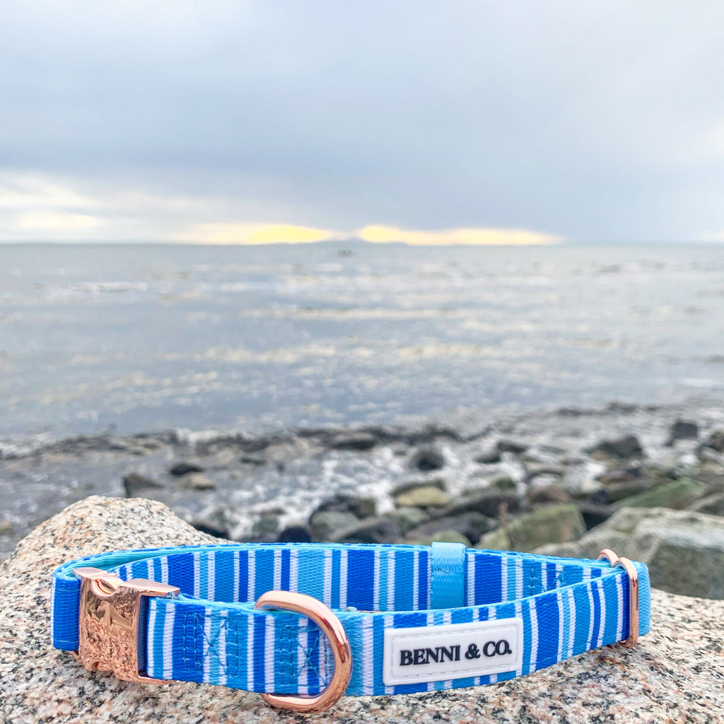 Collier pour chien Ride the Waves