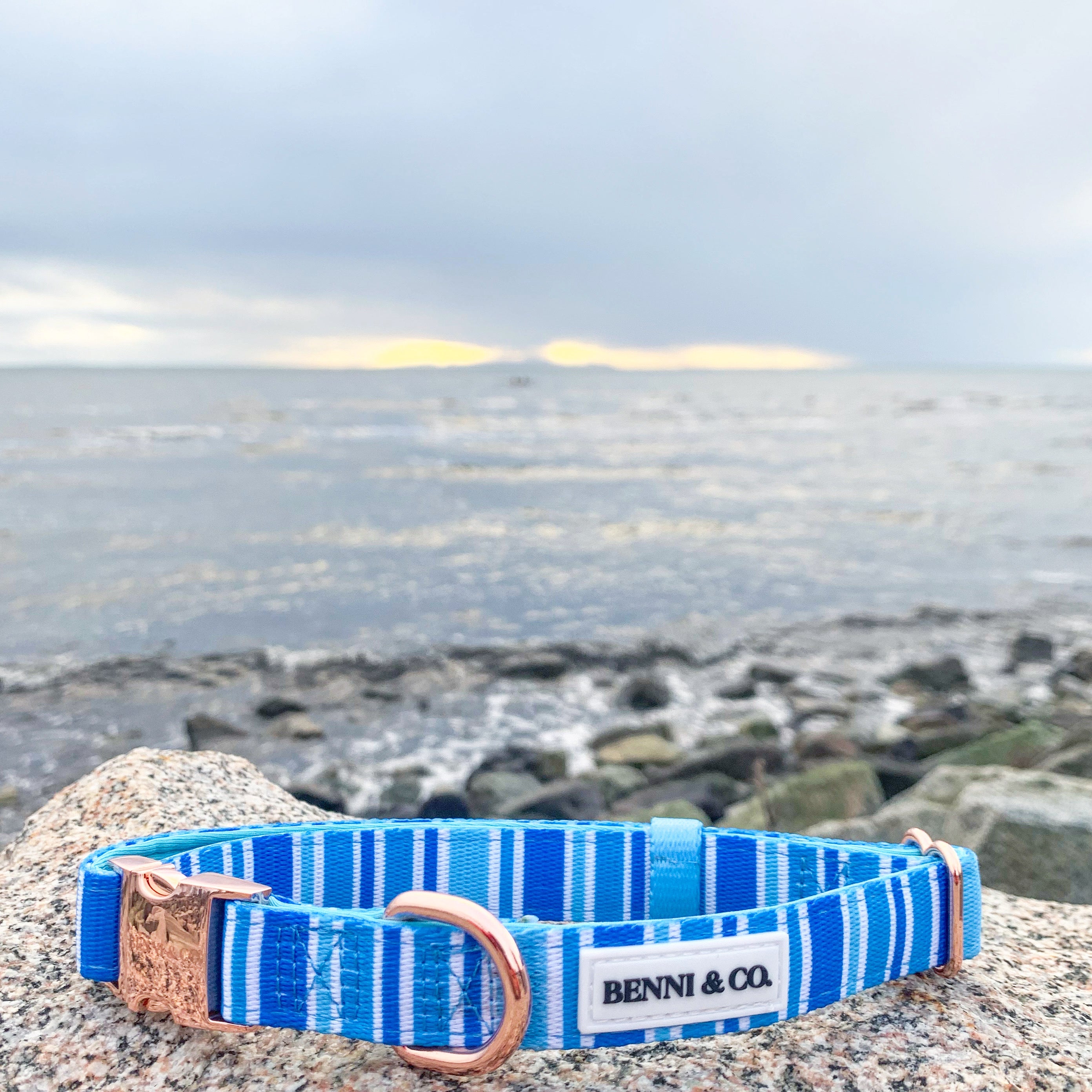 Collier pour chien Ride the Waves