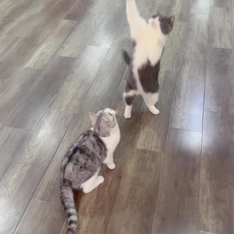 Jouet d'Appât pour Oiseaux au Design Mignon, Jouet d'Appât pour Perroquet en Simulation