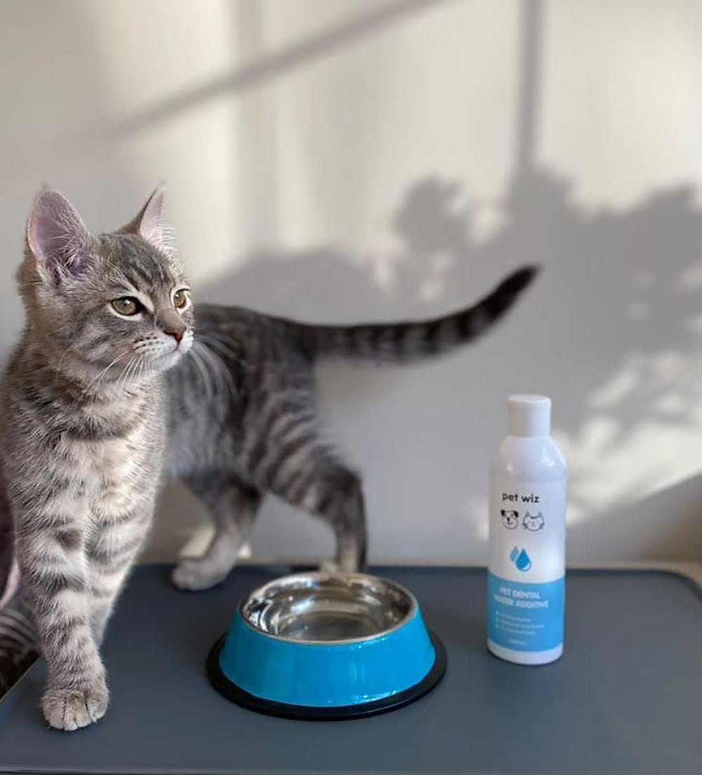 Additif d'Eau Dentaire pour Chiens et Chats