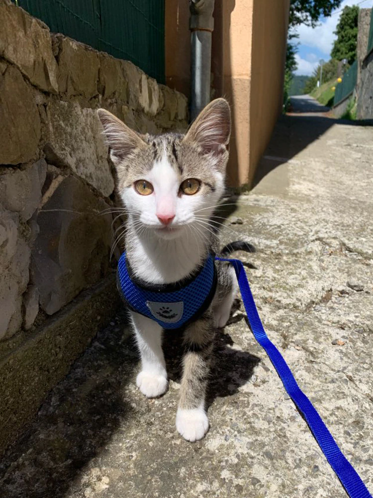 Harnais Réglable pour Chat et Chien avec Système Réfléchissant