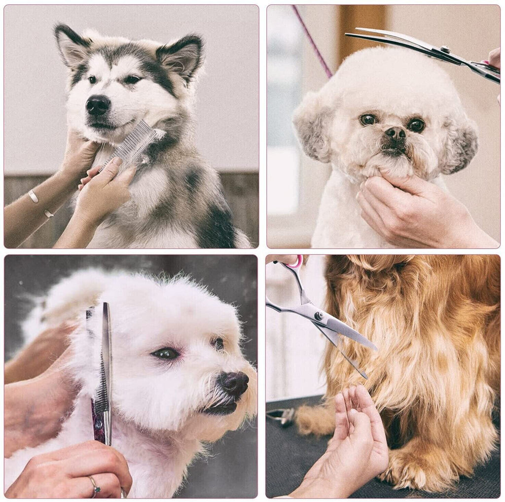 Ciseaux de toilettage pour chien en acier inoxydable