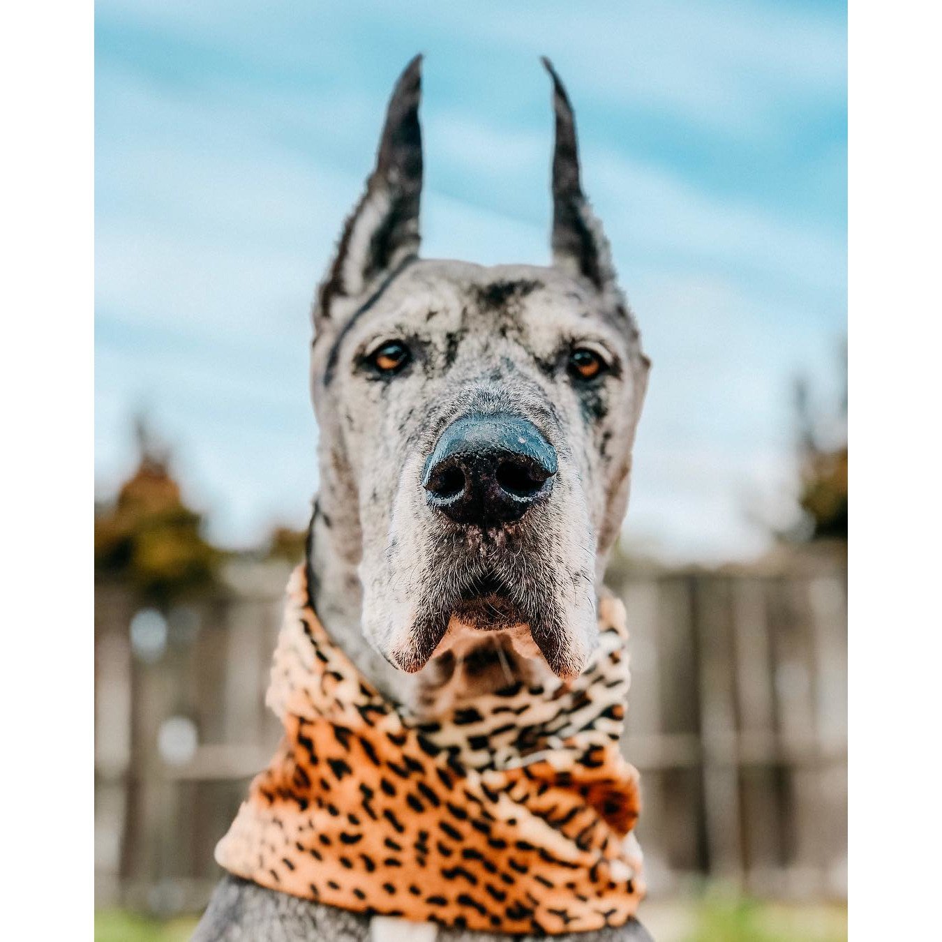 Écharpe pour Chien Chelsea