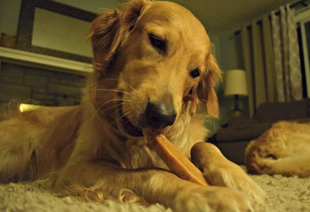 Gold Yak Chews pour Grands Chiens