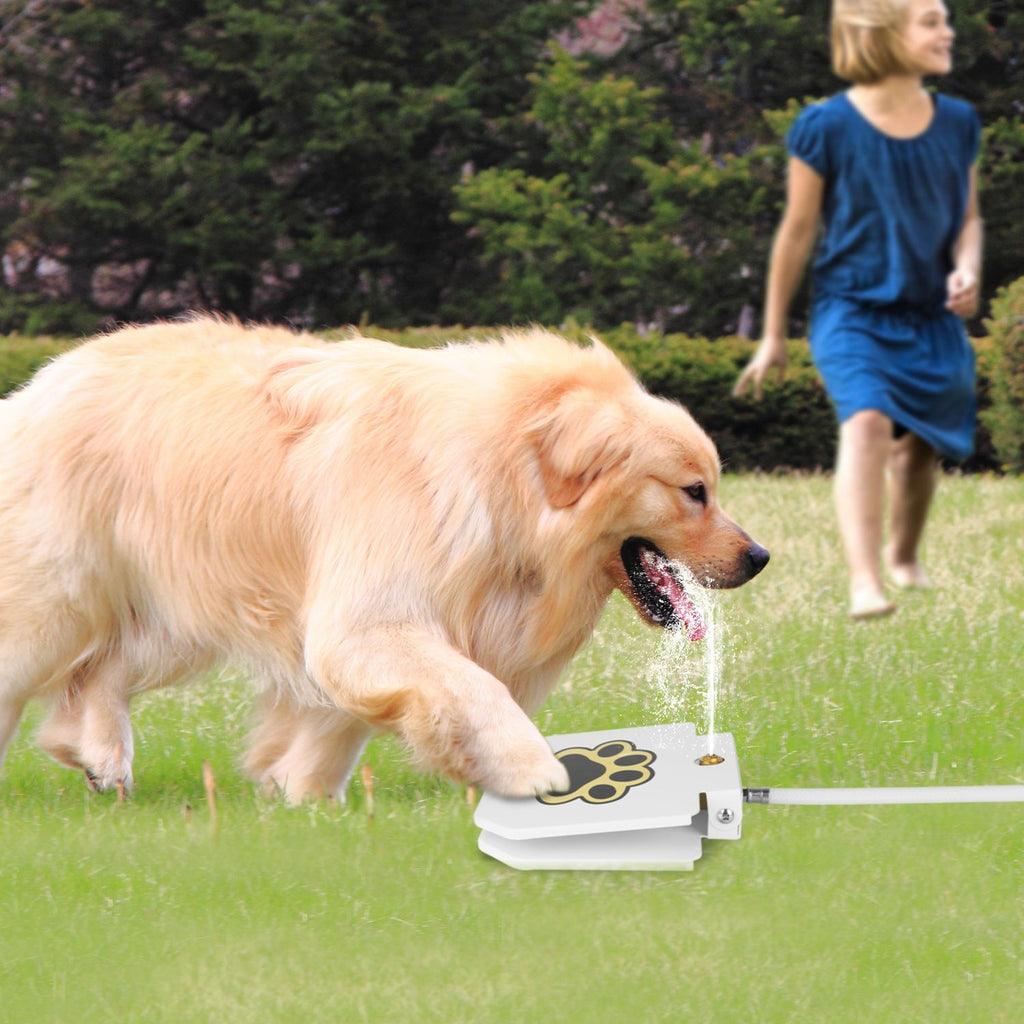 Fontaine d'Eau Extérieure pour Chien - Hydratation Ludique