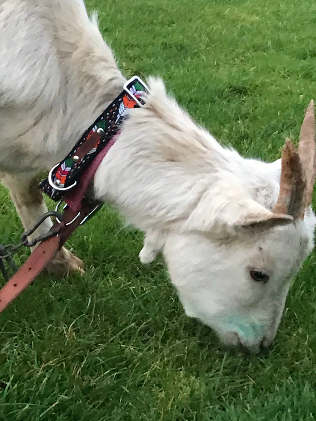 Collier Designer Finnigan pour Grands Chiens