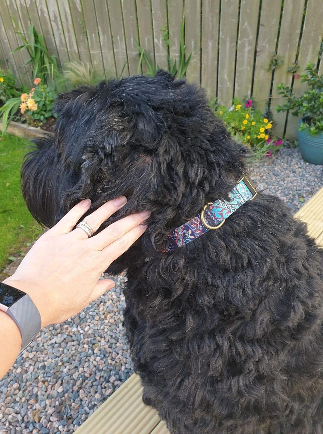 Collier Résistant Designer pour Chien