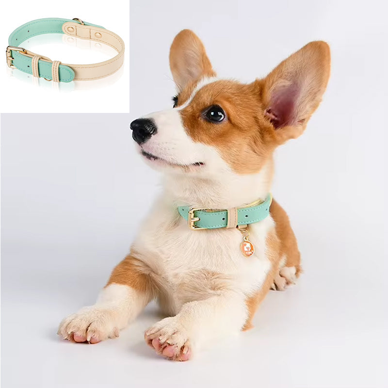 Collier pour chien S M L