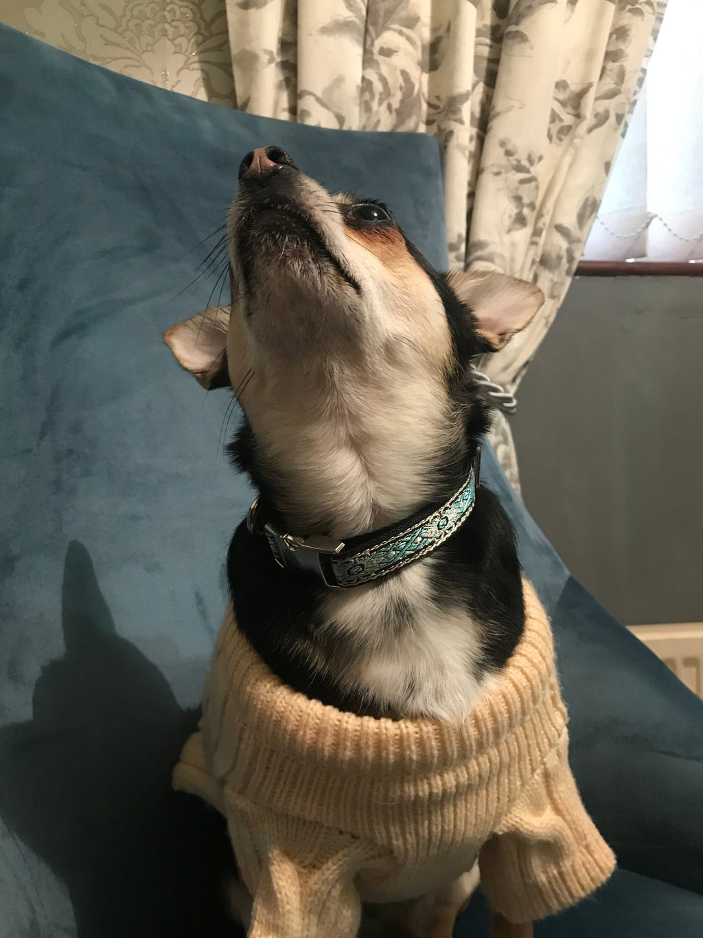 Laisse Designer Résistante pour Chien