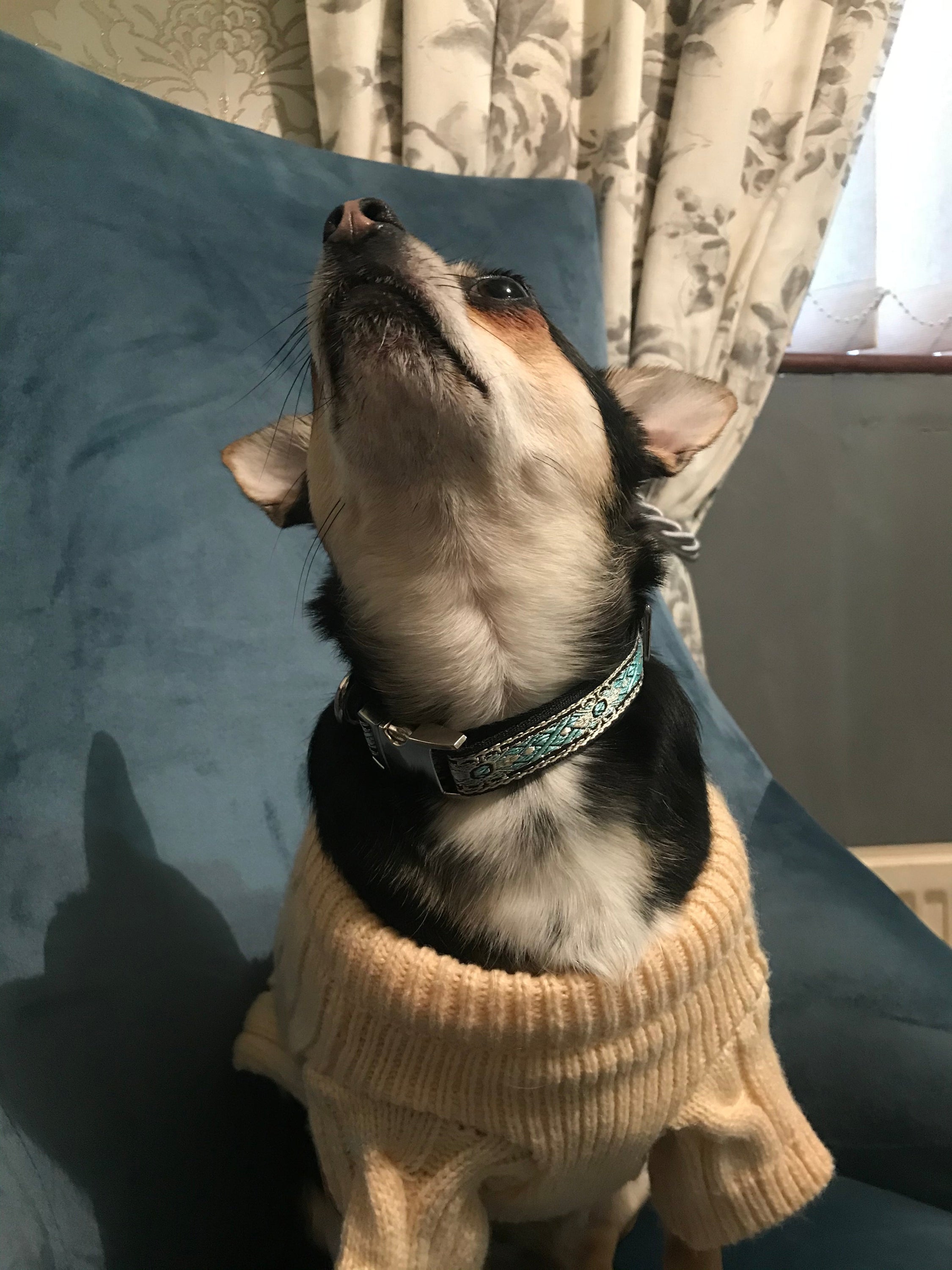 Laisse Designer Résistante pour Chien