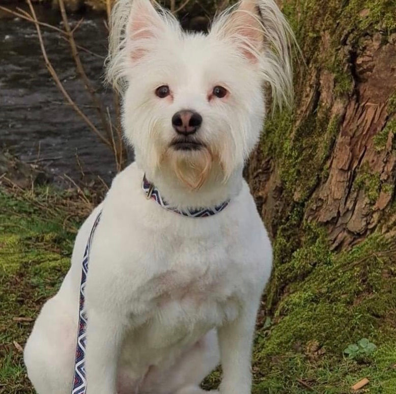 Collier pour chien Finnigan's Designer en gros