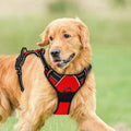Laisse avec harnais réfléchissant et respirant pour le confort de votre chien