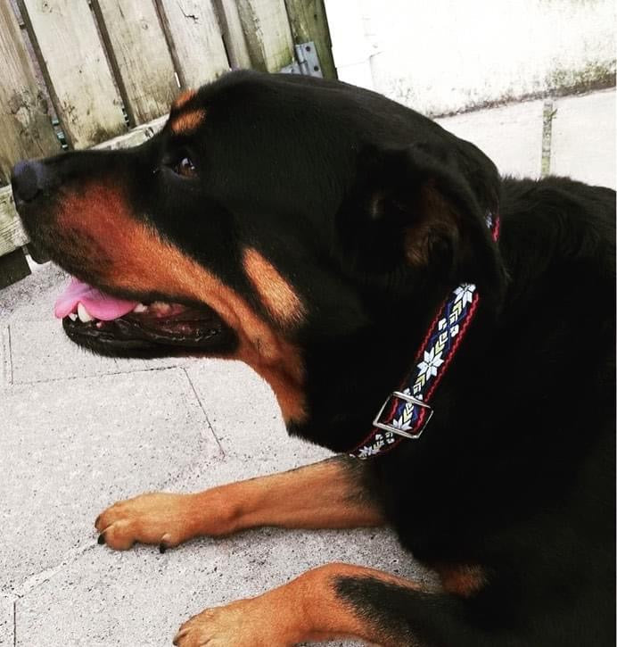 Collier pour Chien No. 1l