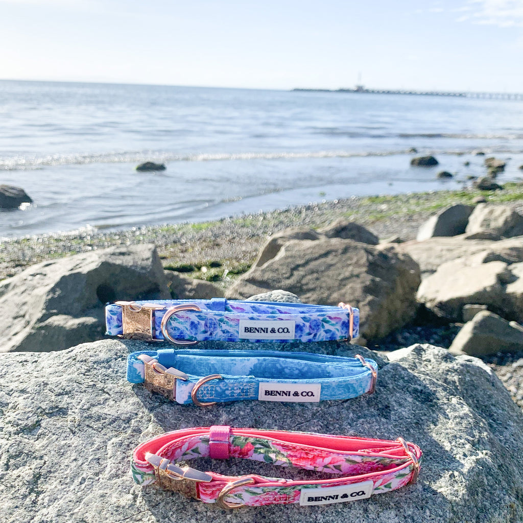 Collier pour Chien Évasion Plage