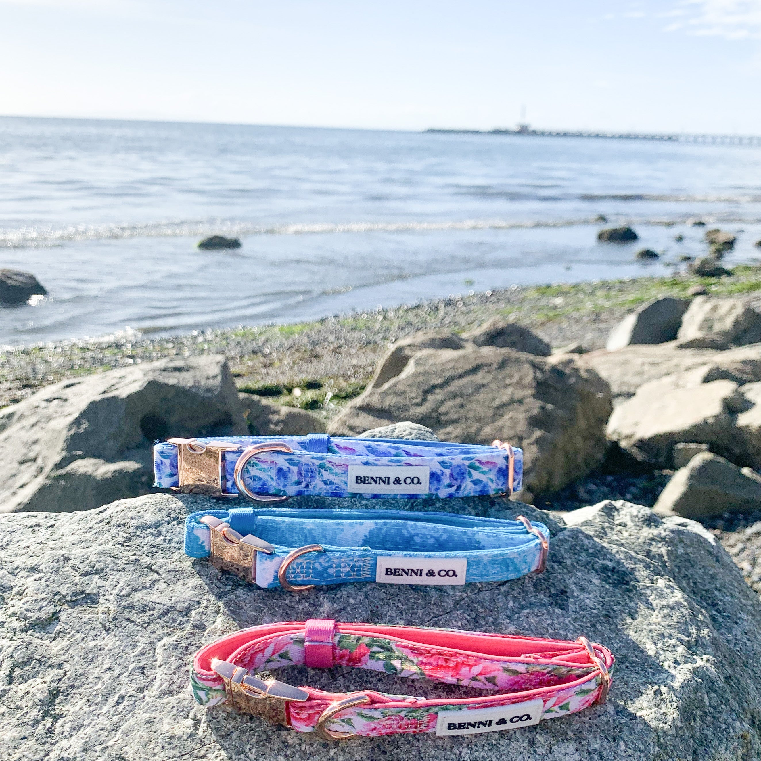 Collier pour Chien Évasion Plage