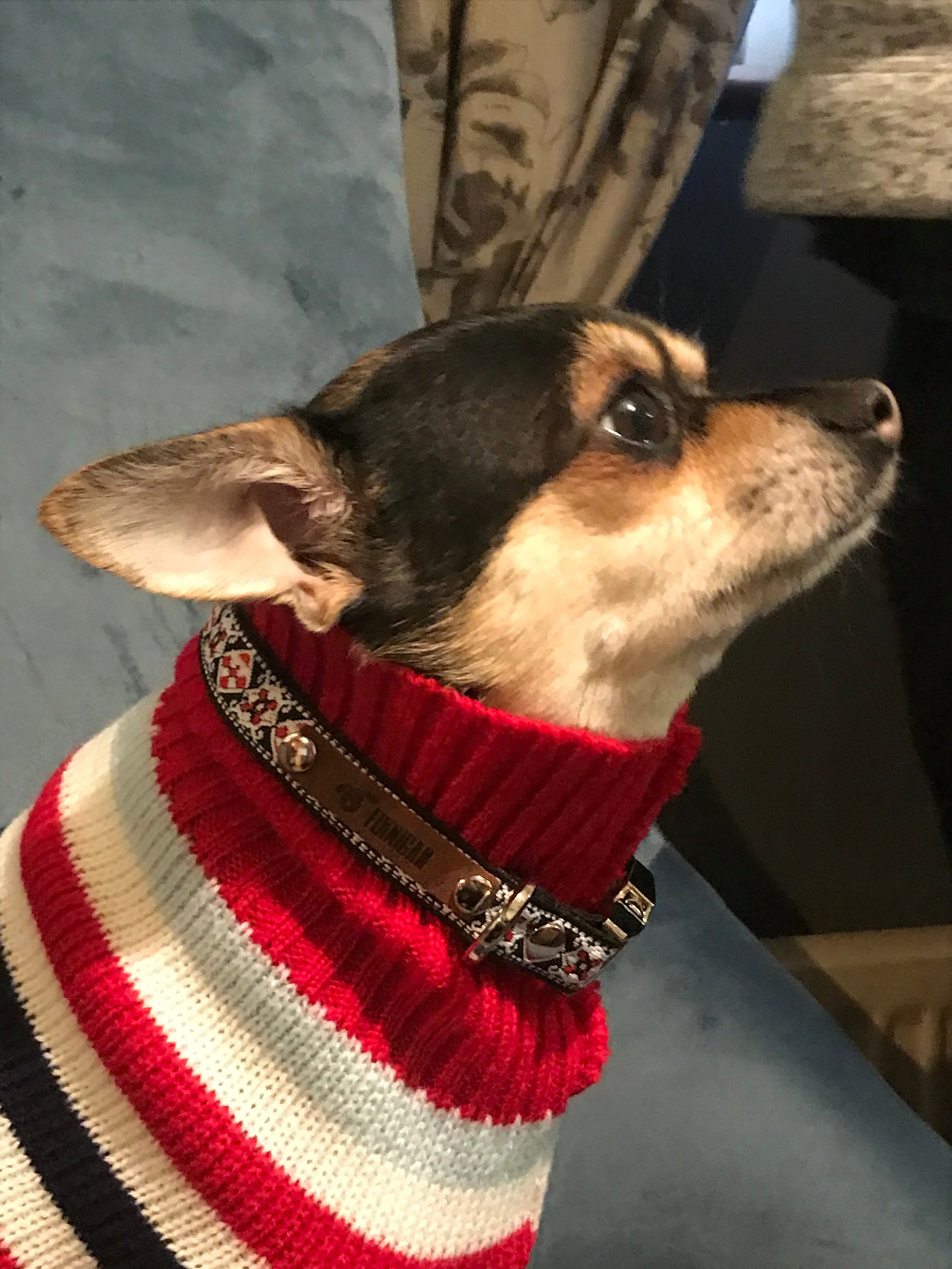 Laisse Chien Enchanted Fait Main