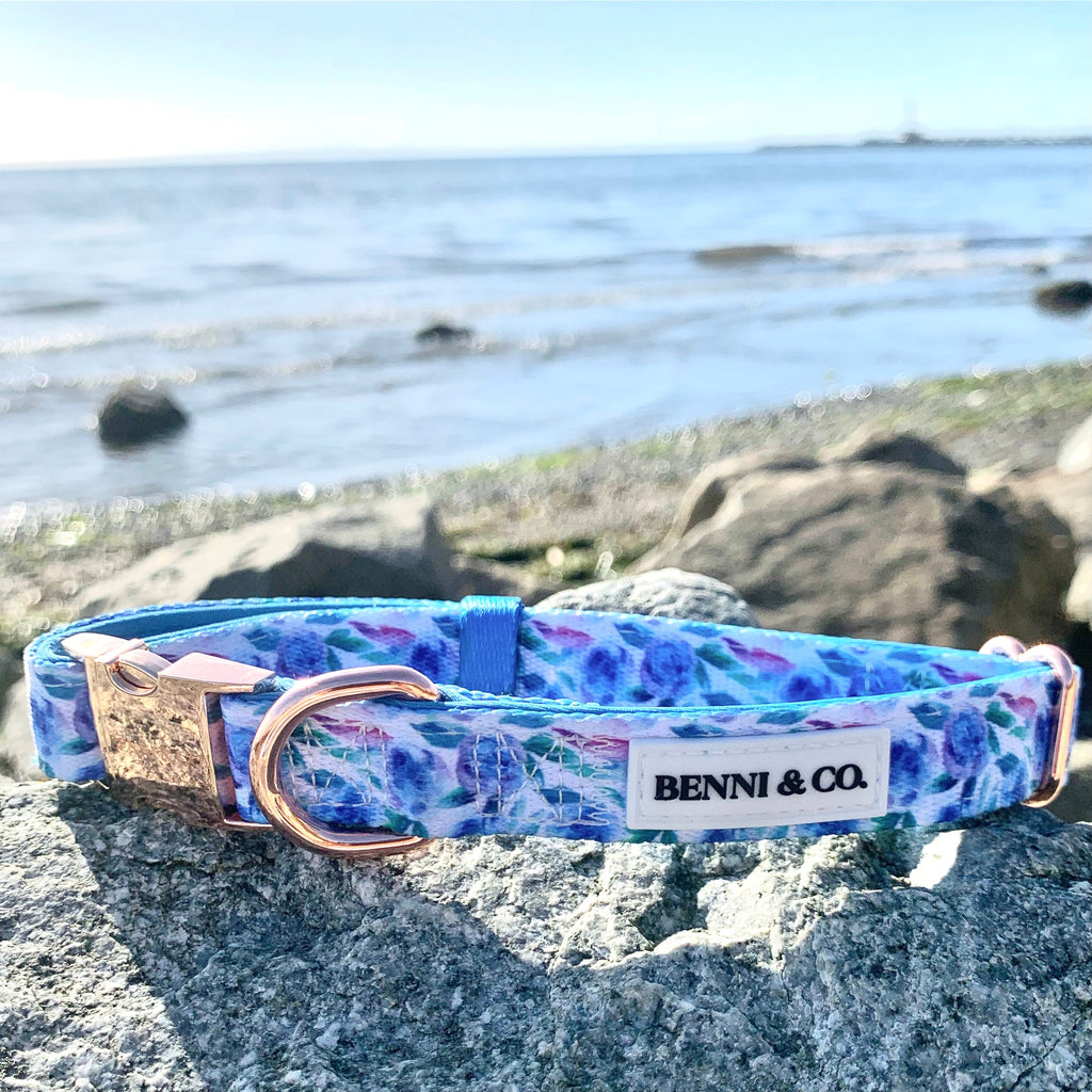 Collier pour Chien Évasion Plage
