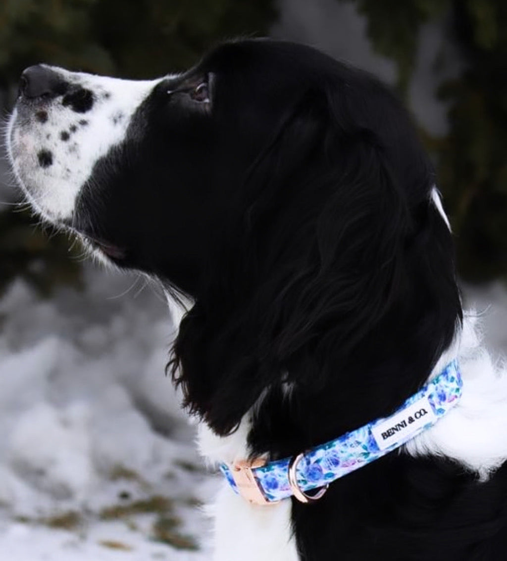 Collier pour Chien Évasion Plage