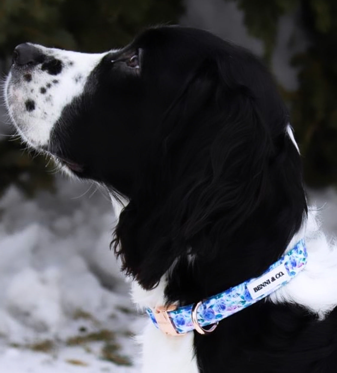 Collier pour Chien Évasion Plage