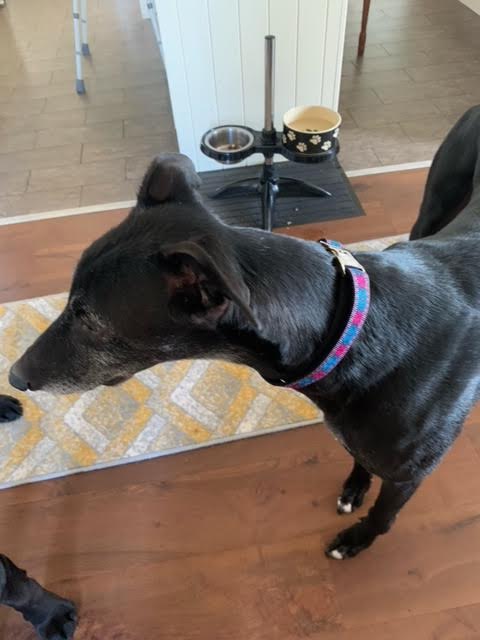 Collier Designer Chien Finnigan No. 9L