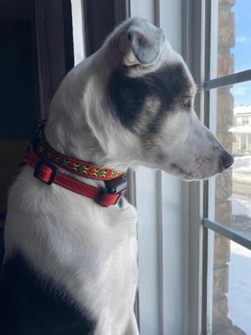 Collier de Chien Designer Résistant en Gros Finnigan No.19m