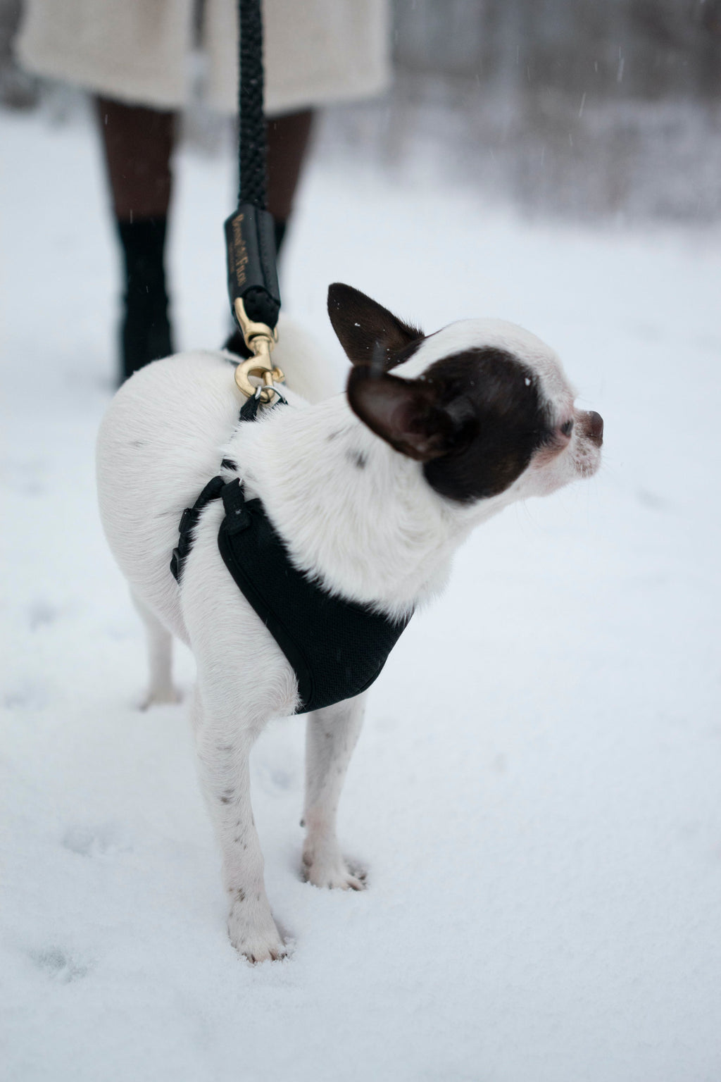 Ensemble Poignée en Fourrure Shearling + Laisse en Corde : Confort et Style