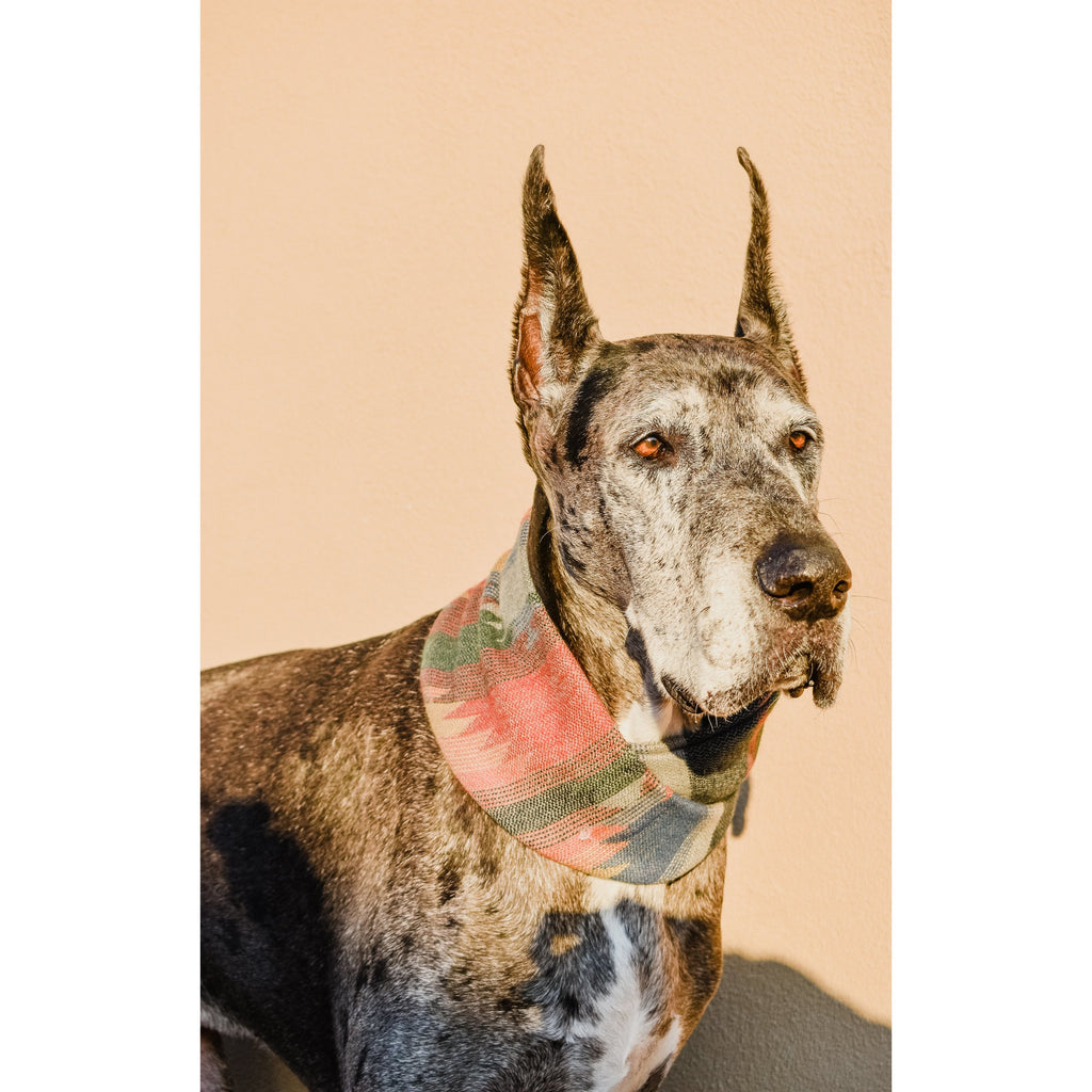 Écharpe pour Chien Sequoia