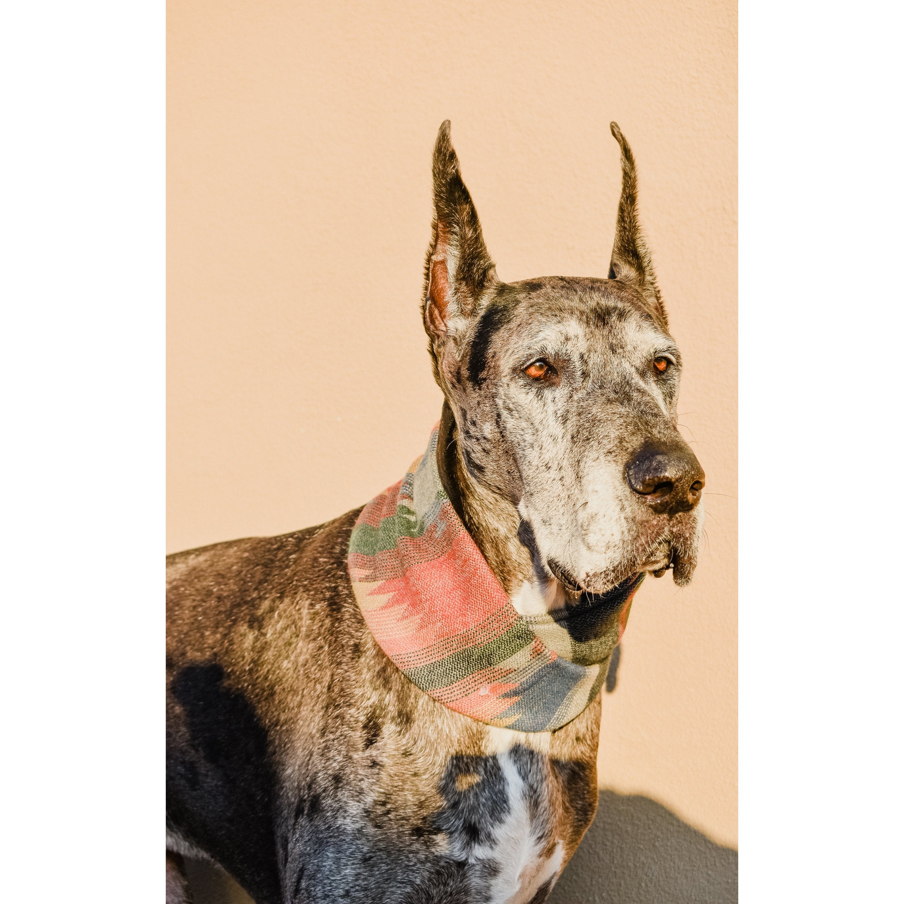 Écharpe pour Chien Sequoia