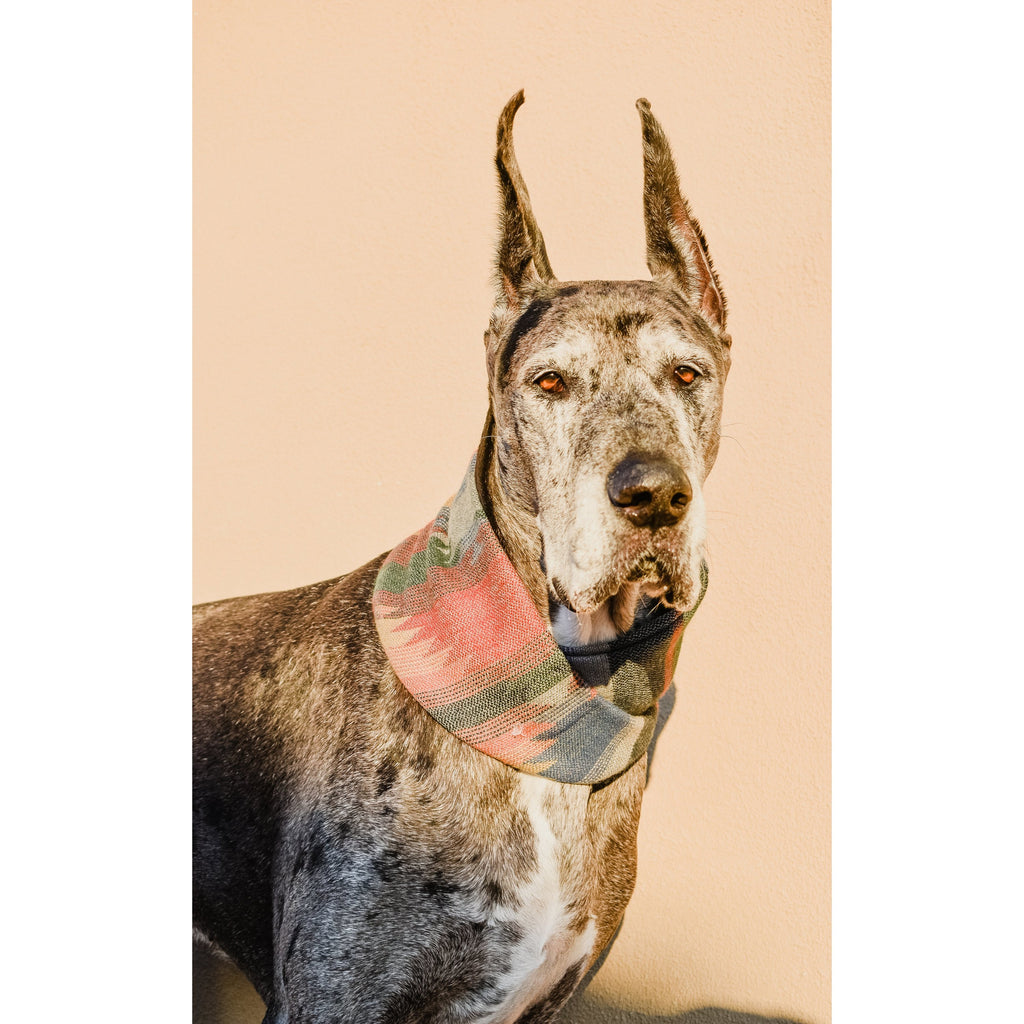 Écharpe pour Chien Sequoia