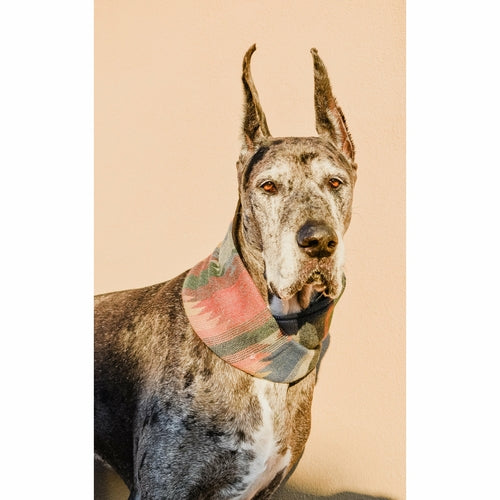 Écharpe pour Chien Sequoia