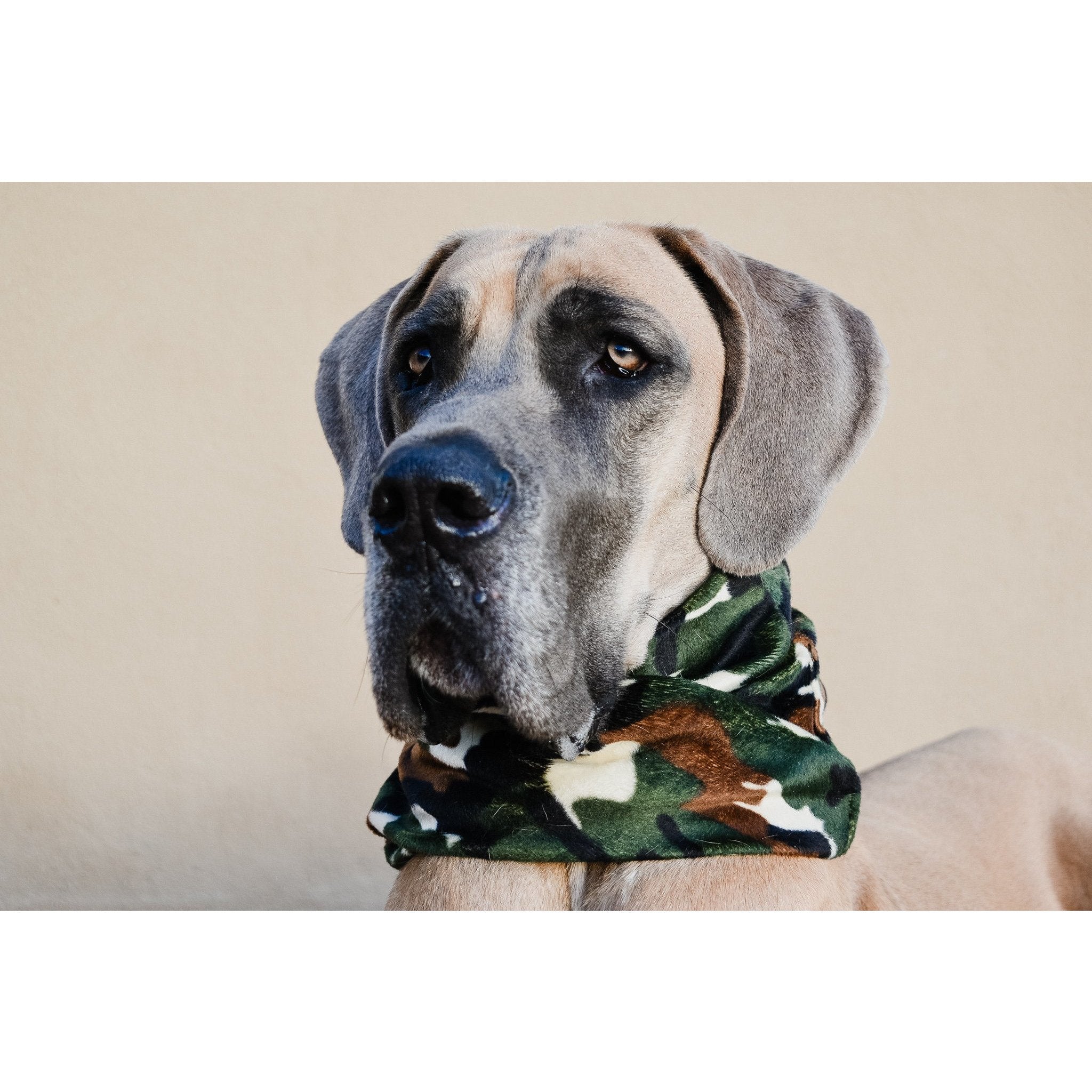 Écharpe camouflage pour chien