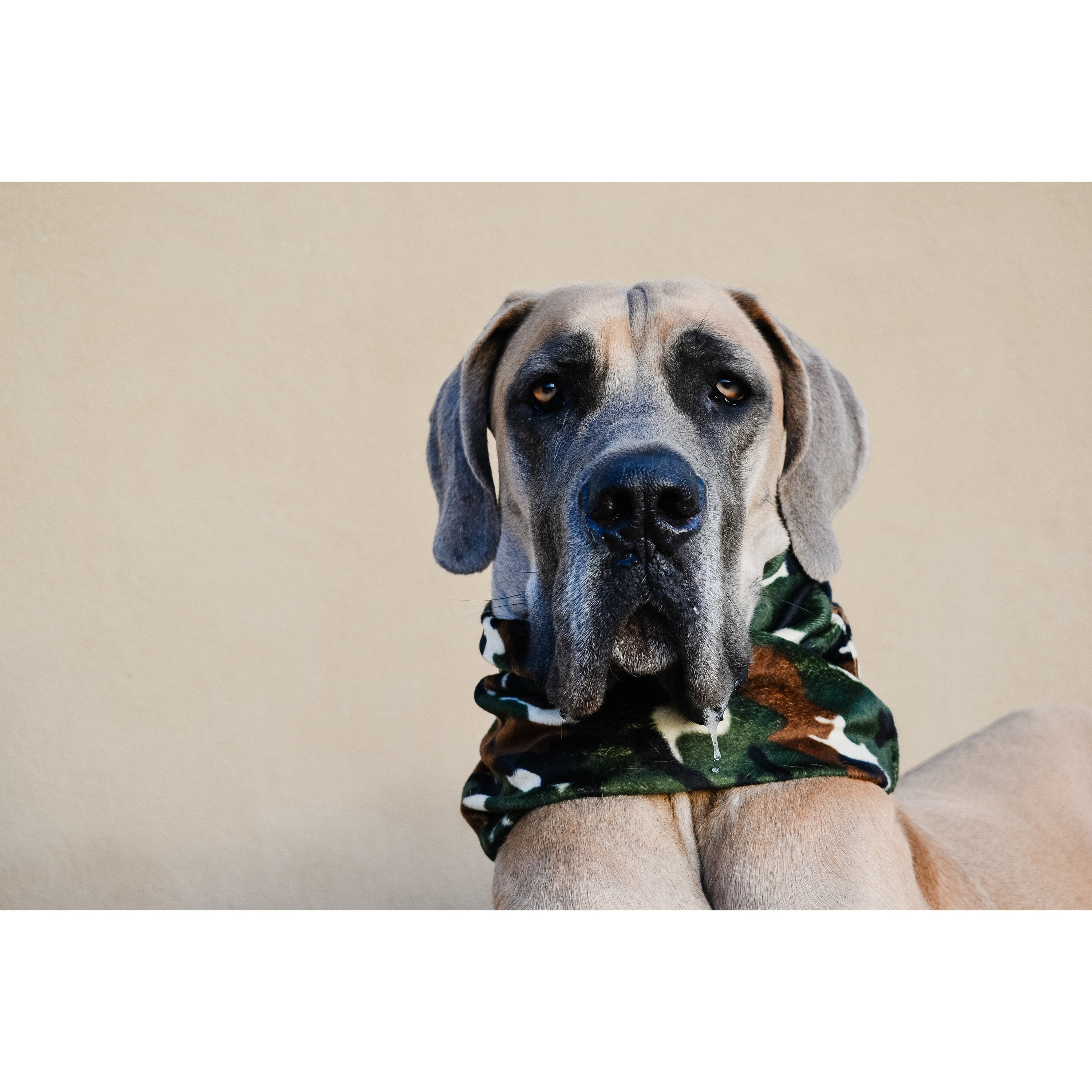 Écharpe camouflage pour chien