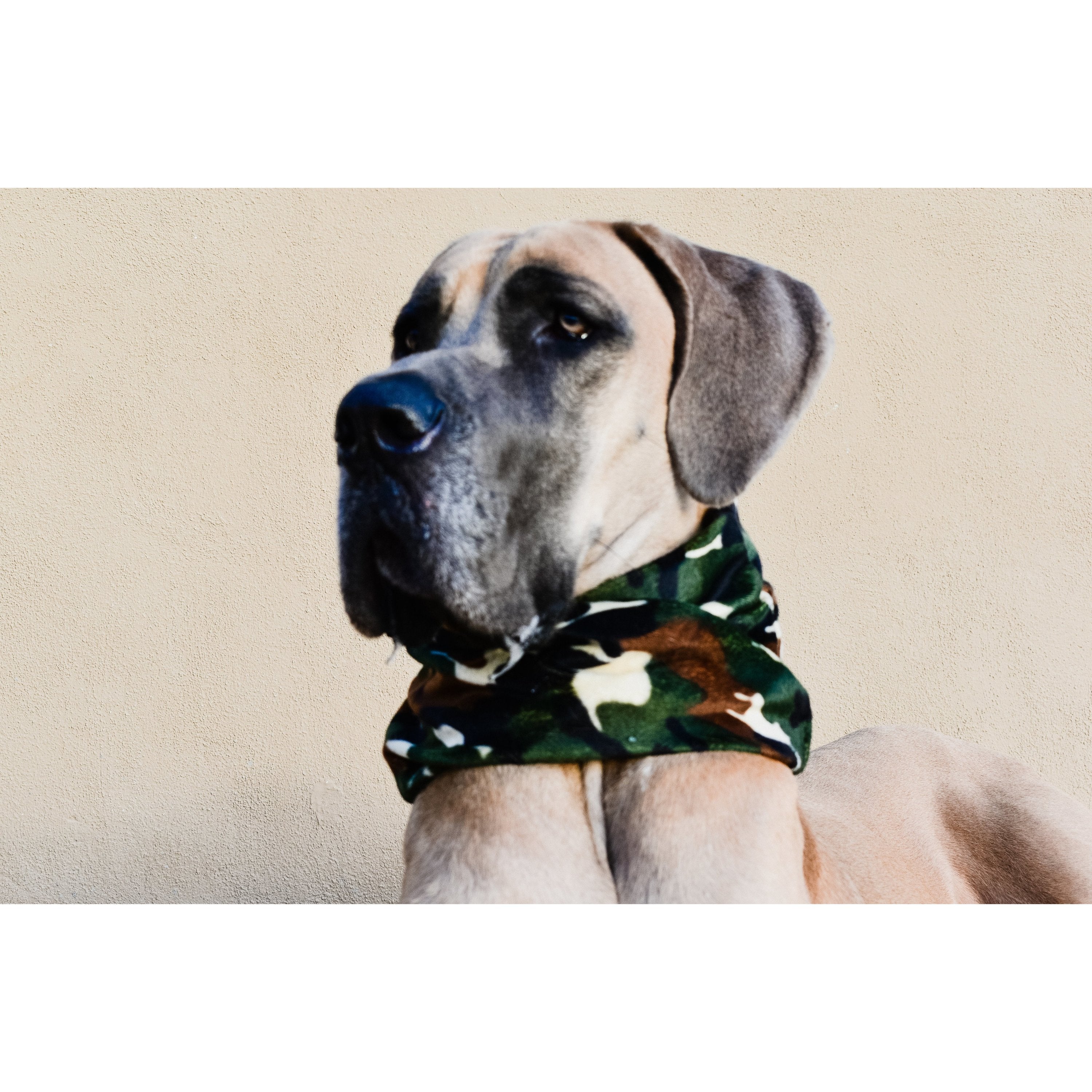Écharpe camouflage pour chien