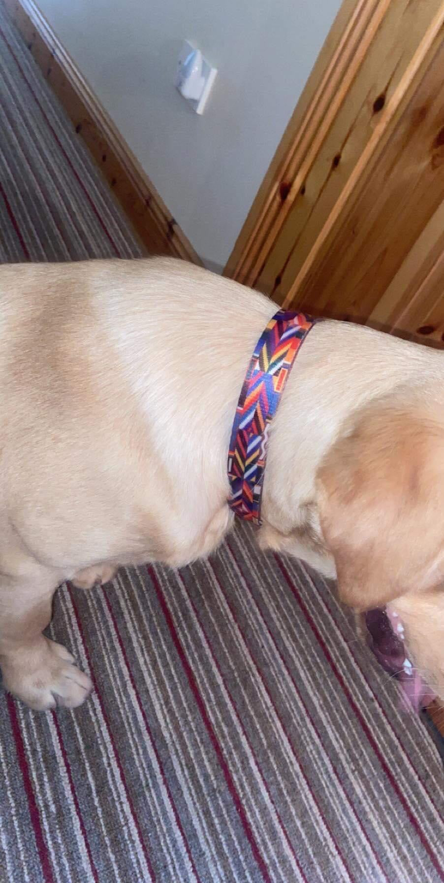 Collier Durable pour Grands Chiens 25 mm