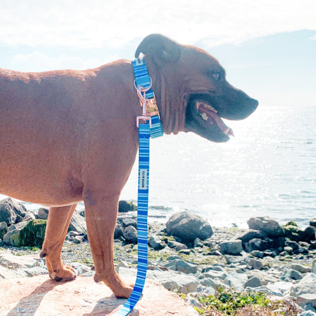 Collier pour chien Ride the Waves