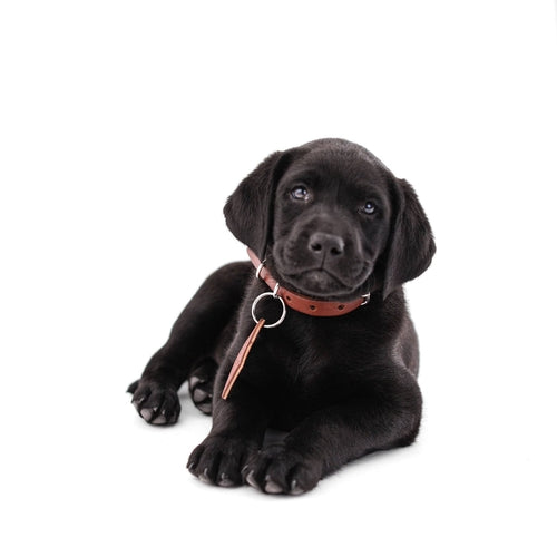 Collier en Cuir pour Chien - Classique