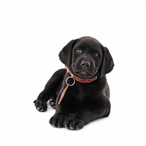 Collier en Cuir pour Chien - Classique