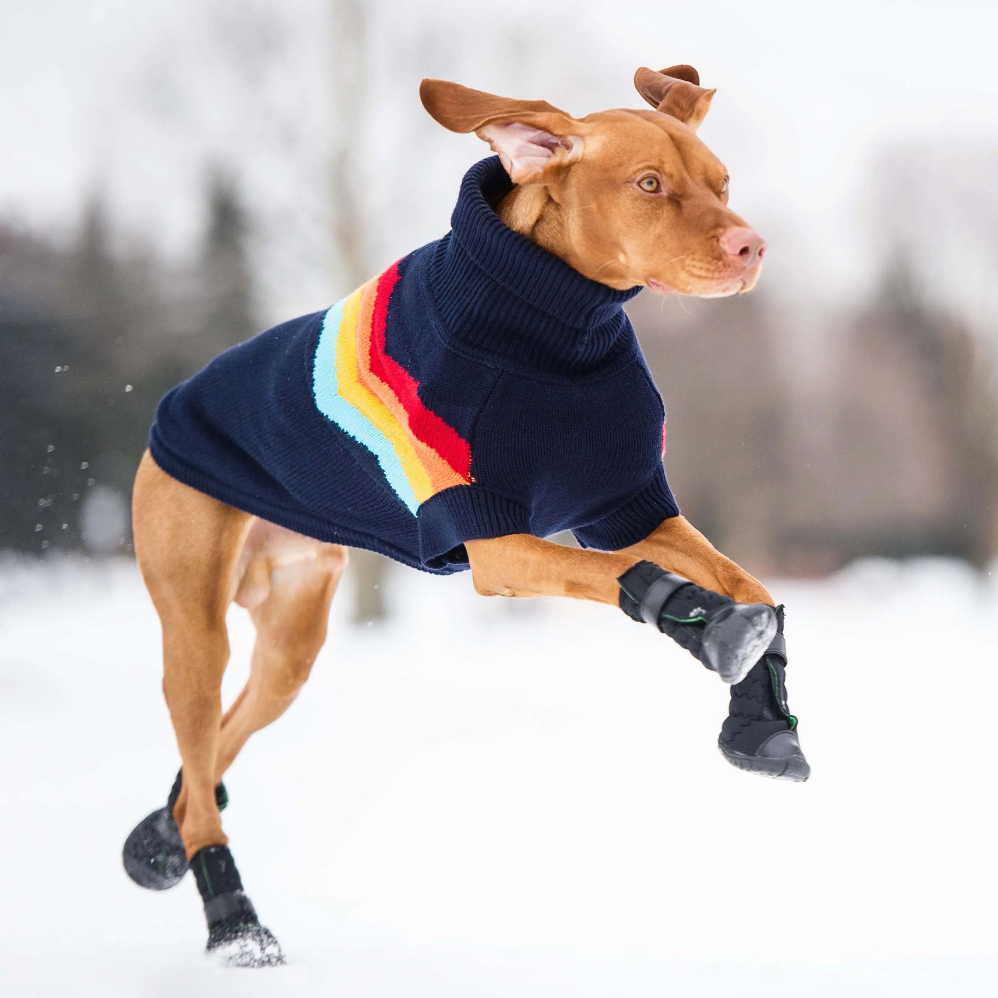 Bottes Élastiques pour Chien - Noires