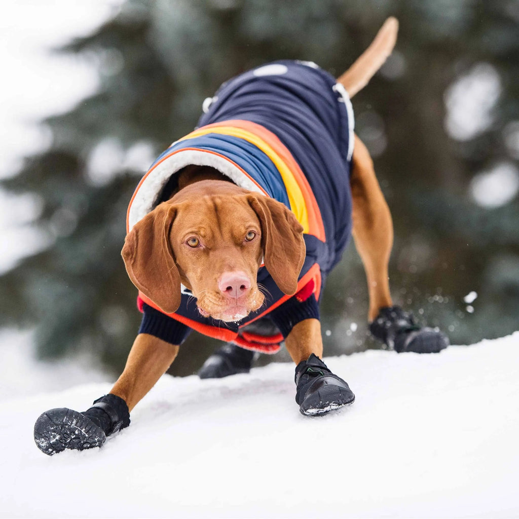 Bottes Élastiques pour Chien - Noires