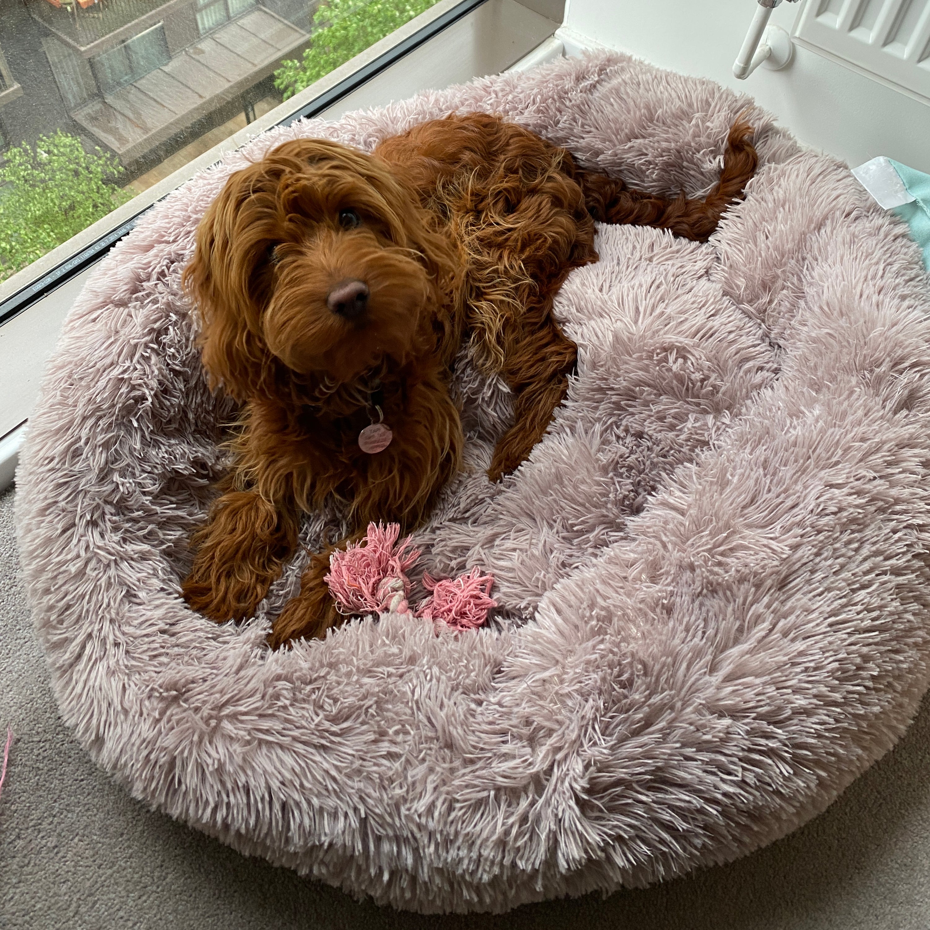 Lit donut apaisant chien & chat
