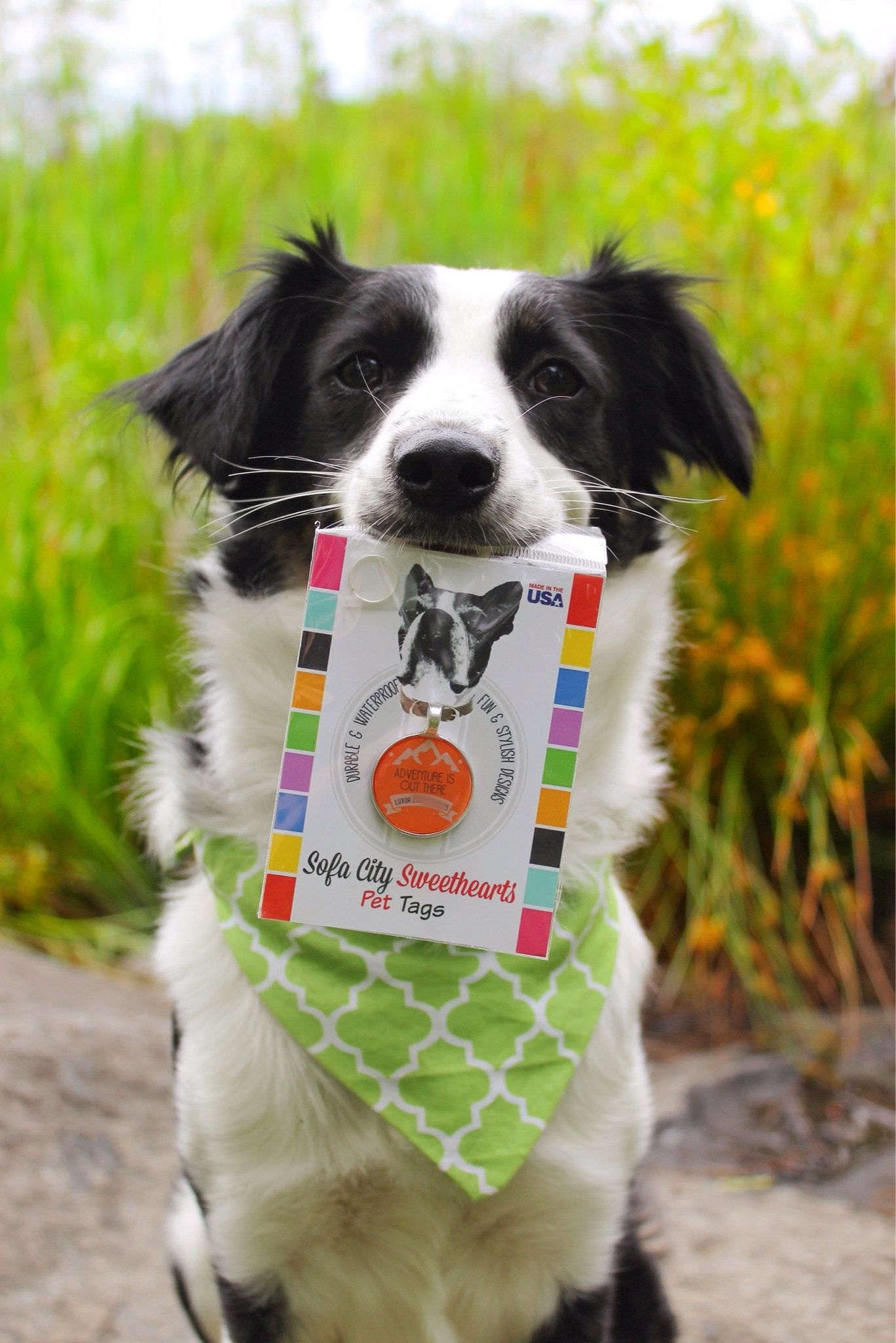 Adventure is Out There" Personalized Chien ID Custom Animal Tag You Choose