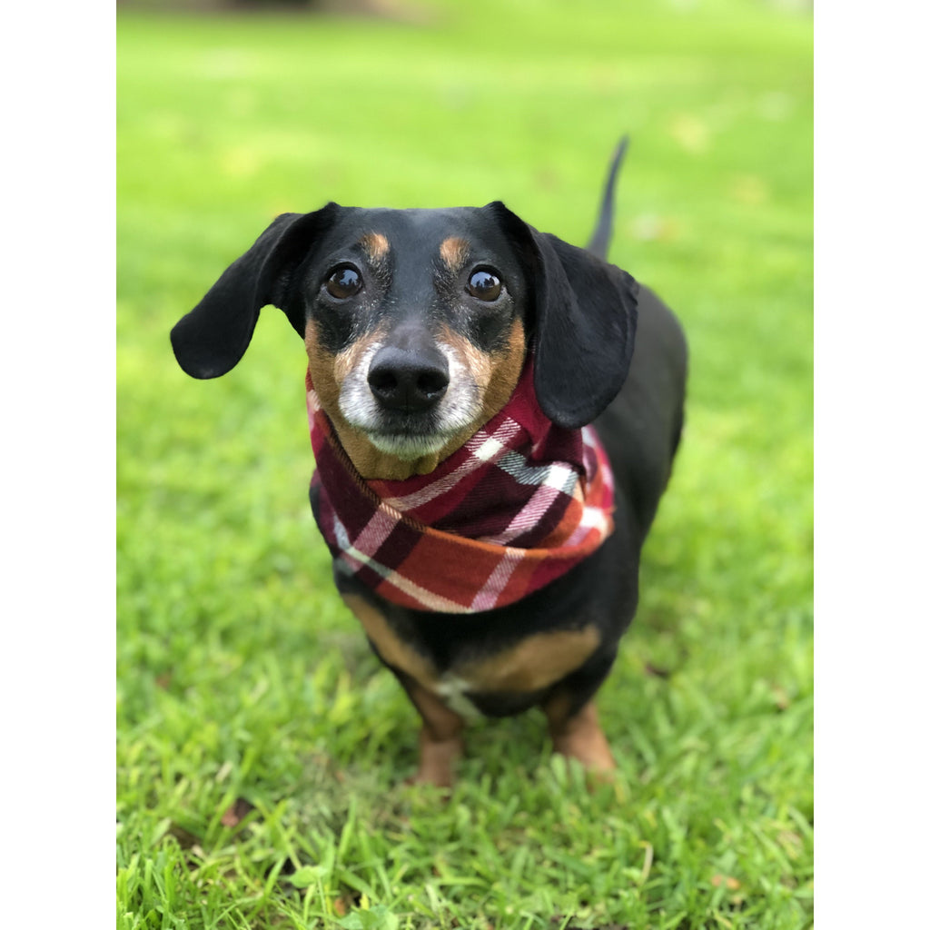 Écharpe pour chien Spice Latte