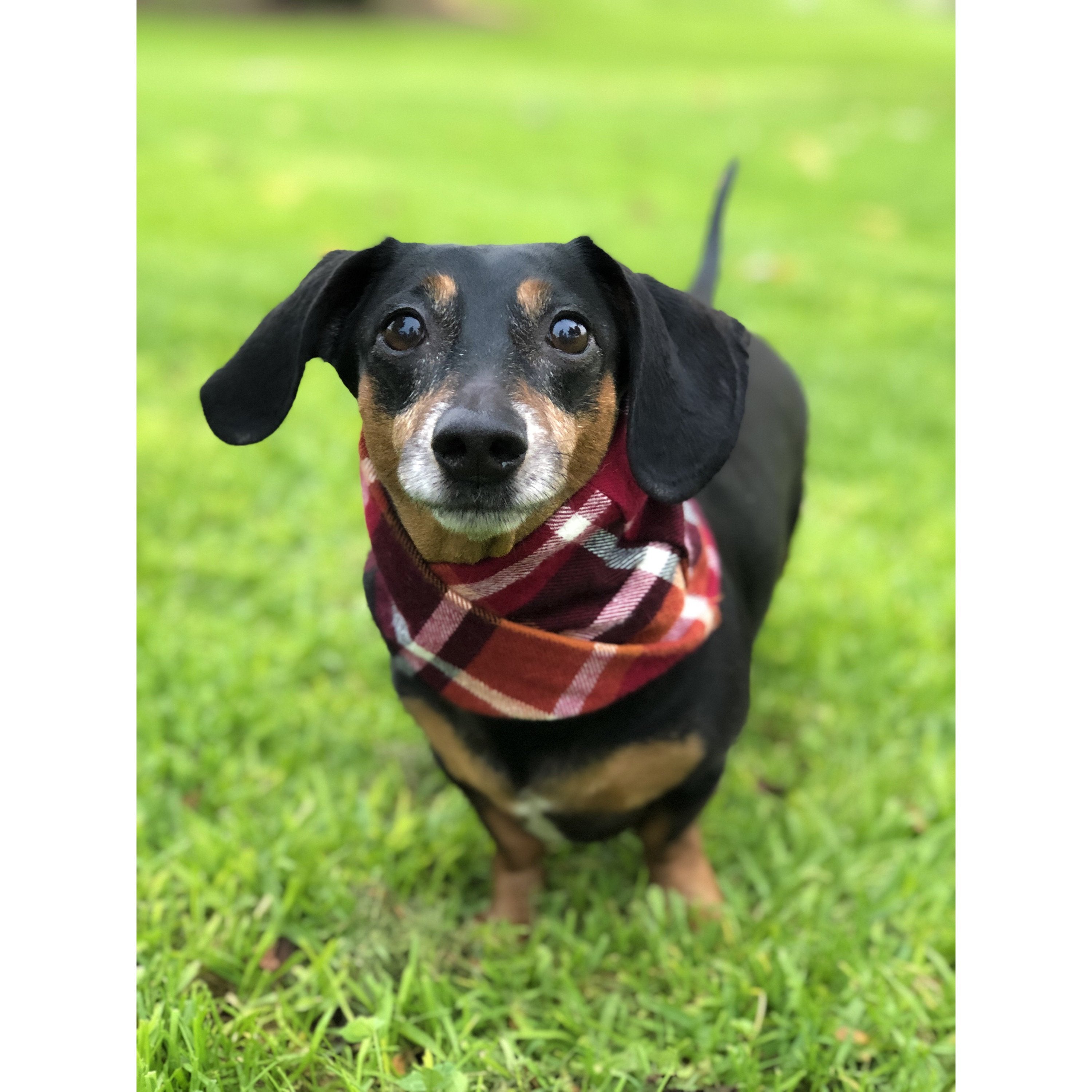 Écharpe pour chien Spice Latte